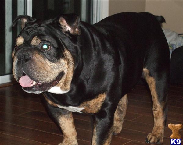 Stud Dogs - English Bulldog