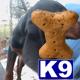 Black and Tan Coonhound Puppies