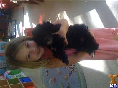 Puppies in New braunfels