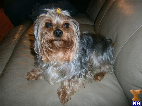 Stud Dogs - Yorkshire Terrier
