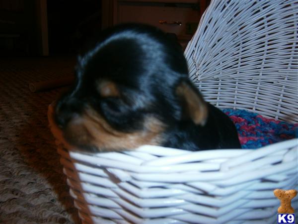 Puppies in IN