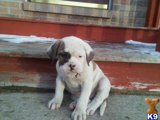 Puppies in IL