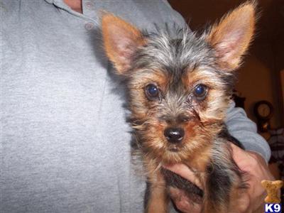 Silky Terrier Puppies for Sale