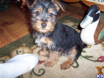 Silky Terrier Puppies for Sale