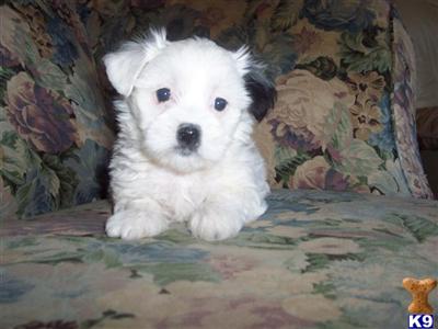 Havanese Puppies for Sale