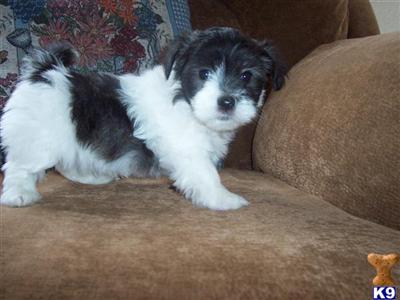 Havanese Puppies for Sale