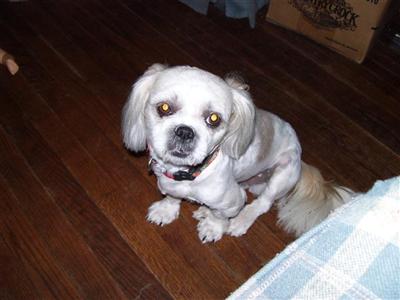 Stud Dogs - Shih Tzu