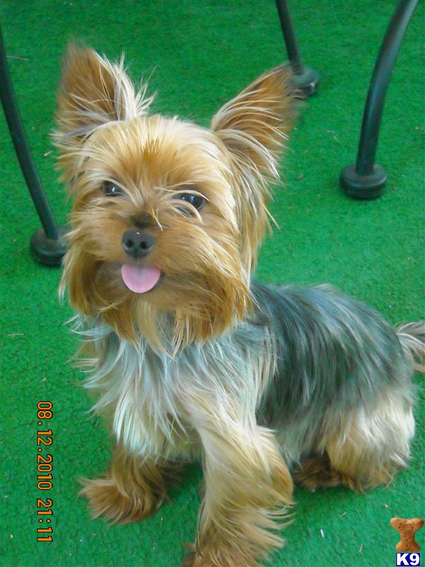 Stud Dogs in IN