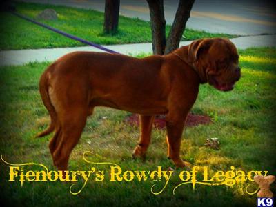 Dogue De Bordeaux Puppies for Sale