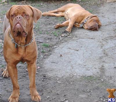 Dogue De Bordeaux Puppies for Sale