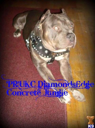 Stud Dogs - American Pit Bull