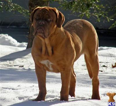 Dogue De Bordeaux Puppies for Sale