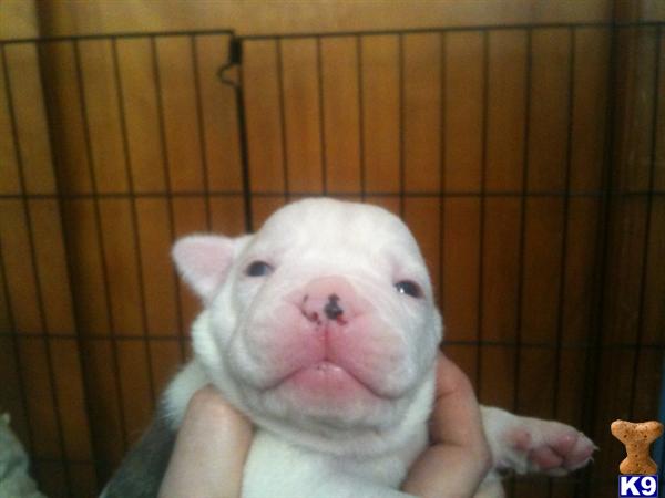 Puppies For Sale In Ohio. Dog For Sale Central Ohio