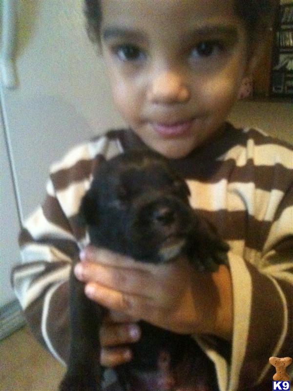 Puppies in Warren