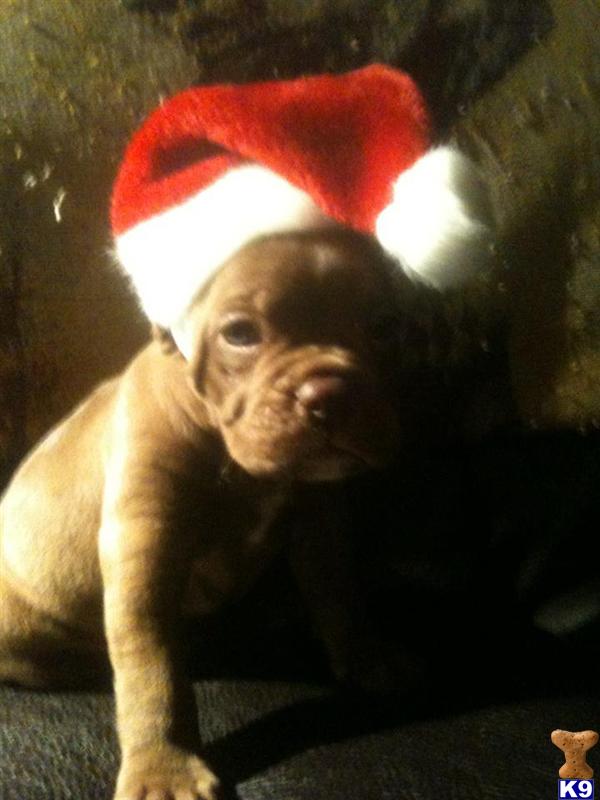 Puppies in Warren