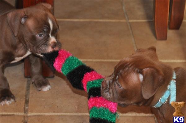 Puppies in Warren