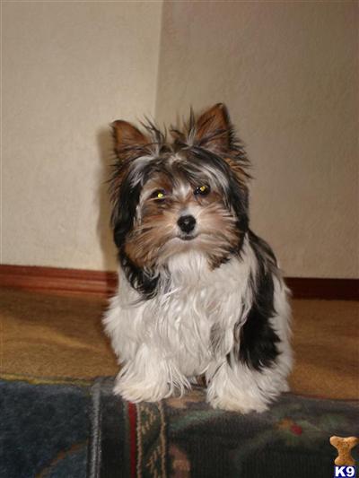 Biewer Yorkshire Terriers Puppies for Sale