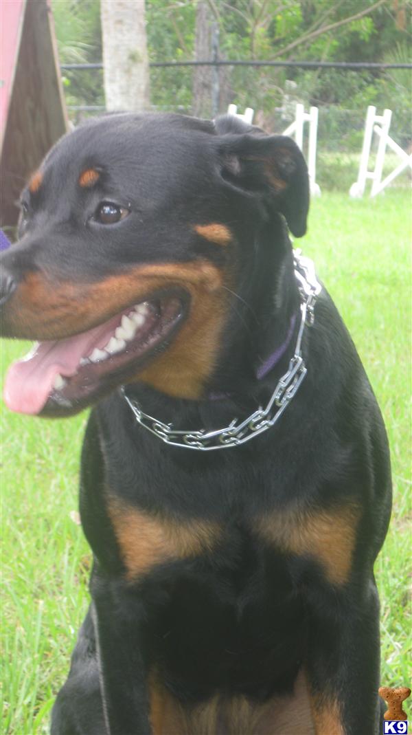 Dogs - Rottweiler