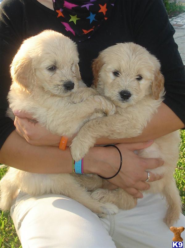 goldendoodle puppies california. goldendoodle puppies