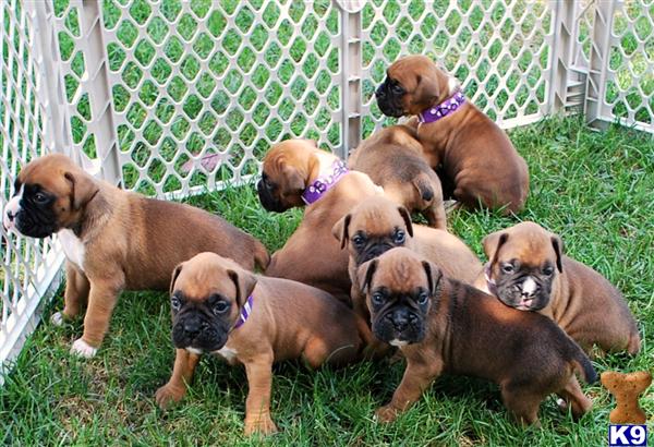 Puppies in Londonderry
