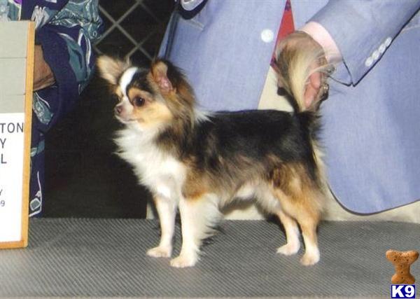 Stud Dogs - Chihuahua