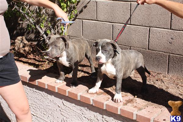 pitbull puppies az document moved pitbull puppies az document moved
