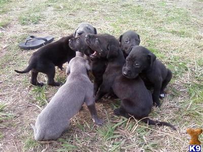 Puppies in OK