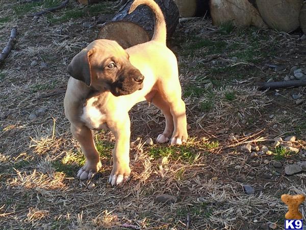 Puppies in OK