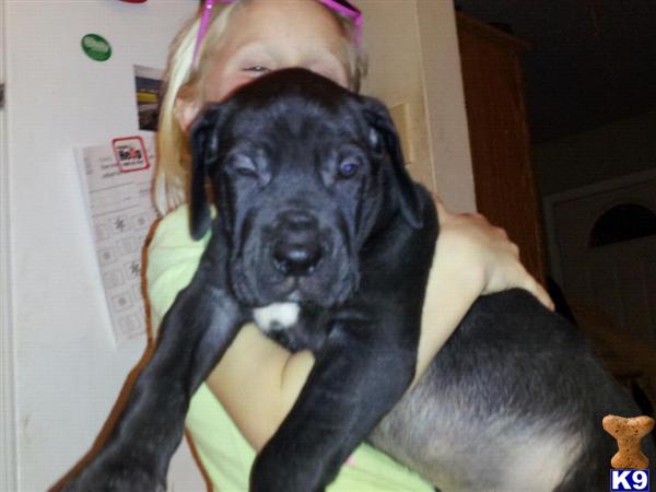 Puppies in OK