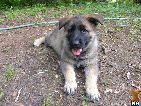 German Shepherd Puppies in SC