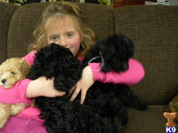 Puppies in Alexandria