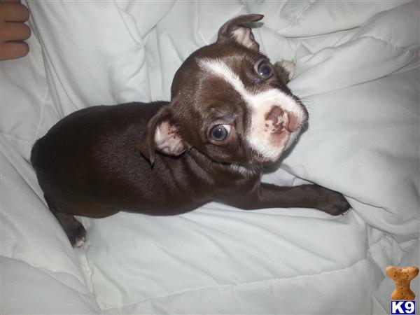 free boston terrier puppies in florida document moved free boston terrier puppies in florida document moved