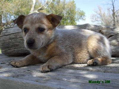 Puppies in CO