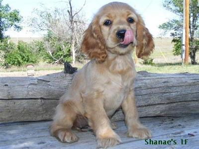 Puppies in CO
