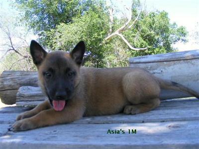 Belgian Malinois Puppies for Sale