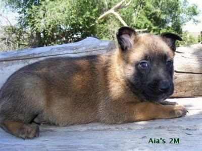 Belgian Malinois Puppies for Sale