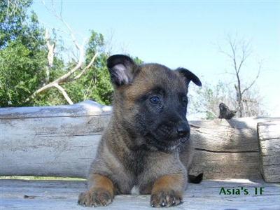 Belgian Malinois Puppies for Sale