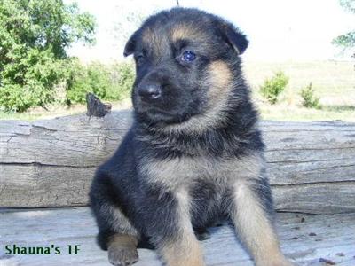Puppies in CO