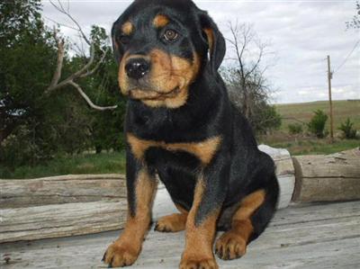 Puppies in CO
