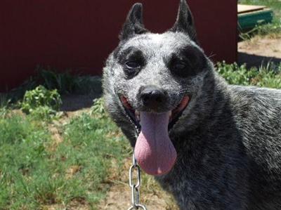 Dogs for Sale in CO