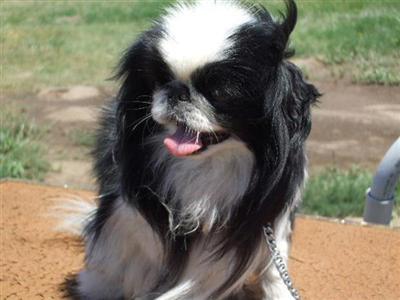 Dogs for Sale in CO