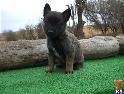 Belgian Malinois Puppies for Sale