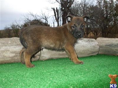 Belgian Malinois Puppies for Sale