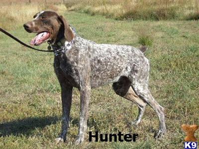 Dogs - German Shorthaired Pointer