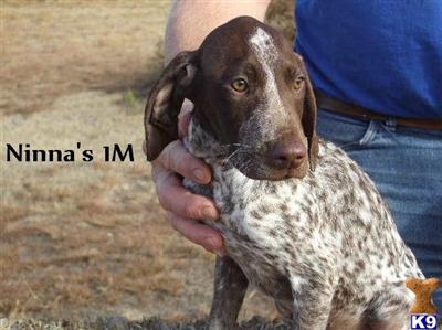 German Shorthaired Pointer Puppies for Sale