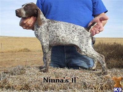 German Shorthaired Pointer Puppies for Sale