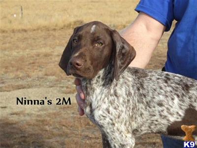 German Shorthaired Pointer Puppies for Sale