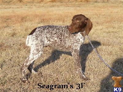 German Shorthaired Pointer Puppies for Sale