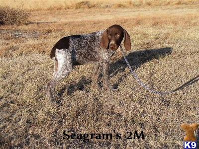 German Shorthaired Pointer Puppies for Sale