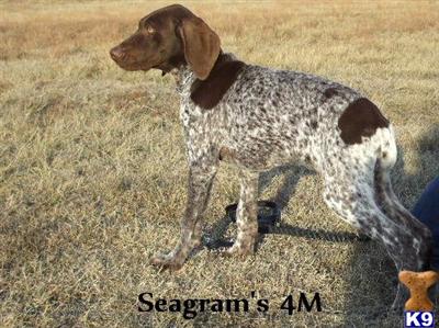 German Shorthaired Pointer Puppies for Sale